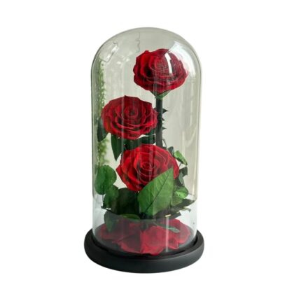 Three White Forever Rose – Elegant Preserved Roses Gift Box | Trandy Flowers