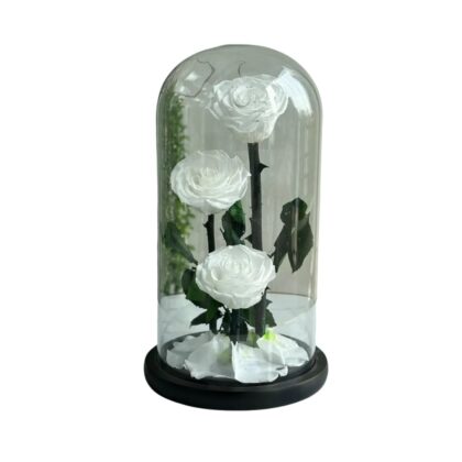 Three White Forever Rose – Elegant Preserved Roses Gift Box | Trandy Flowers