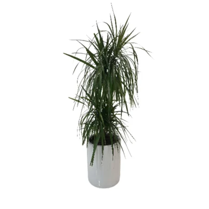 Dracaena Marginata