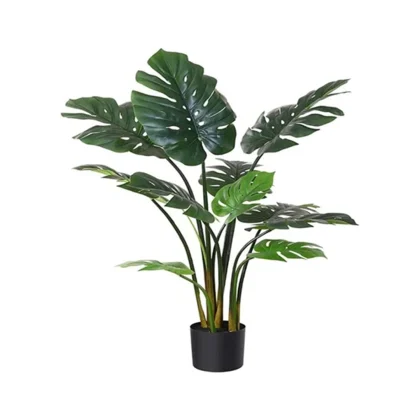 MONSTERA PLANT