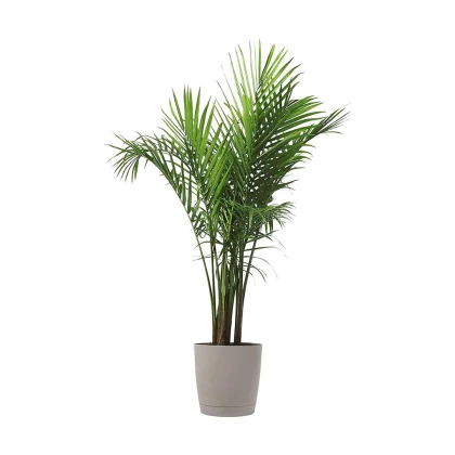 Majesty Palm Tree