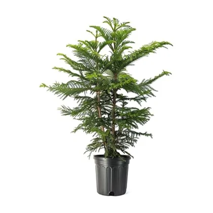 Norfolk Island Pine