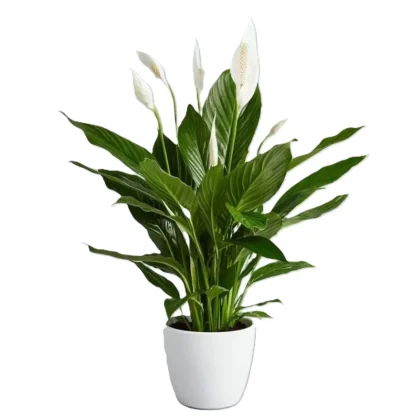 Peace Lily