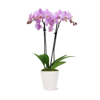 Pink Epiphany Orchid Plant
