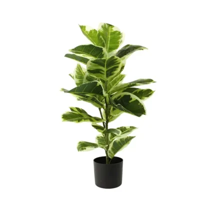 Rubber Plant